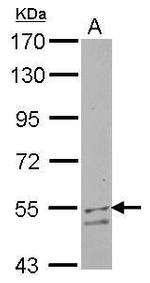 UGP2 Antibody in Western Blot (WB)