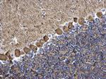 PKC gamma Antibody in Immunohistochemistry (Paraffin) (IHC (P))