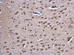 PKC gamma Antibody in Immunohistochemistry (Paraffin) (IHC (P))