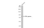 PKC gamma Antibody in Western Blot (WB)