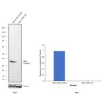 CrkL Antibody in Western Blot (WB)