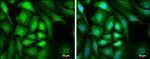 CrkL Antibody in Immunocytochemistry (ICC/IF)