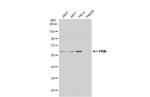 PKM2 Antibody in Western Blot (WB)