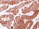 SCRIB Antibody in Immunohistochemistry (Paraffin) (IHC (P))