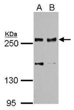 SCRIB Antibody in Western Blot (WB)