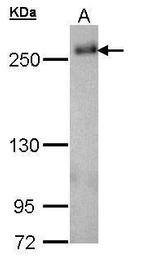 SCRIB Antibody in Western Blot (WB)