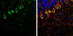 SHANK1 Antibody in Immunohistochemistry (Frozen) (IHC (F))