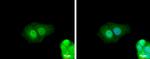 ZNF703 Antibody in Immunocytochemistry (ICC/IF)