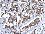 ZNF703 Antibody in Immunohistochemistry (Paraffin) (IHC (P))