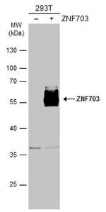 ZNF703 Antibody in Western Blot (WB)