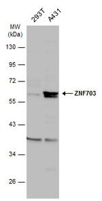 ZNF703 Antibody in Western Blot (WB)