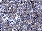 PFKFB4 Antibody in Immunohistochemistry (Paraffin) (IHC (P))