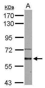 ACVR1 Antibody in Western Blot (WB)