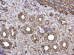 CKMT2 Antibody in Immunohistochemistry (Paraffin) (IHC (P))