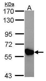 CKMT2 Antibody in Western Blot (WB)