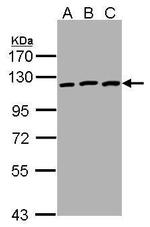 EphB3 Antibody in Western Blot (WB)