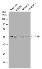 TAB1 Antibody in Western Blot (WB)