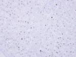 VRK1 Antibody in Immunohistochemistry (Paraffin) (IHC (P))