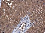 UGP2 Antibody in Immunohistochemistry (Paraffin) (IHC (P))