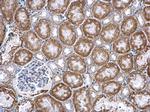 PUM2 Antibody in Immunohistochemistry (Paraffin) (IHC (P))