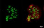 ESRRA Antibody in Immunocytochemistry (ICC/IF)