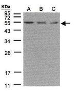 ESRRA Antibody in Western Blot (WB)