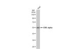 ESRRA Antibody in Western Blot (WB)