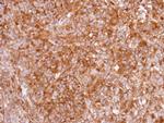 GHSR Antibody in Immunohistochemistry (Paraffin) (IHC (P))