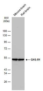 GHSR Antibody in Western Blot (WB)