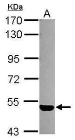 EDG3 Antibody in Western Blot (WB)