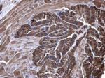 eRF1 Antibody in Immunohistochemistry (Paraffin) (IHC (P))