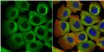 eRF1 Antibody in Immunocytochemistry (ICC/IF)