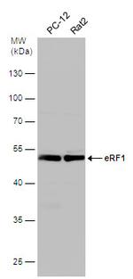 eRF1 Antibody in Western Blot (WB)