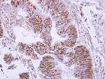 PPP4C Antibody in Immunohistochemistry (Paraffin) (IHC (P))