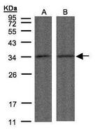 PPP4C Antibody in Western Blot (WB)