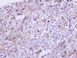 GDF5 Antibody in Immunohistochemistry (Paraffin) (IHC (P))