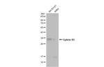 Ephrin B3 Antibody in Western Blot (WB)