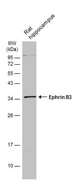 Ephrin B3 Antibody in Western Blot (WB)