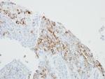 FCER1G Antibody in Immunohistochemistry (Paraffin) (IHC (P))