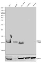 FCER1G Antibody