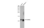 FCER1G Antibody in Western Blot (WB)