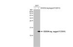 FCER1G Antibody in Western Blot (WB)