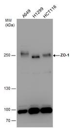 ZO-1 Antibody in Western Blot (WB)