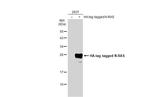 N-Ras Antibody in Western Blot (WB)