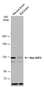 RASGRF2 Antibody in Western Blot (WB)