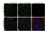 ZO-1 Antibody in Immunocytochemistry (ICC/IF)