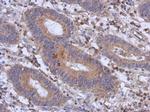 RFX6 Antibody in Immunohistochemistry (Paraffin) (IHC (P))