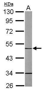 MINPP1 Antibody in Western Blot (WB)