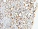 ZNF223 Antibody in Immunohistochemistry (Paraffin) (IHC (P))