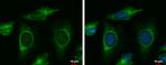 MINK1 Antibody in Immunocytochemistry (ICC/IF)